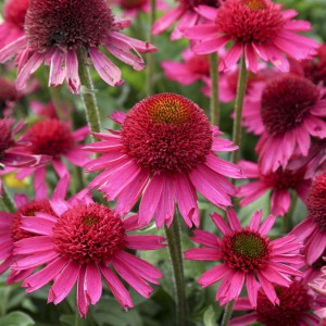 Эхинацея Echinacea Delicious Candy